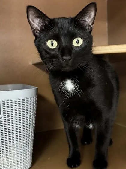 An adult large-sized male Domestic Short Hair cat named Bug $ for adoption in Seneca, SC