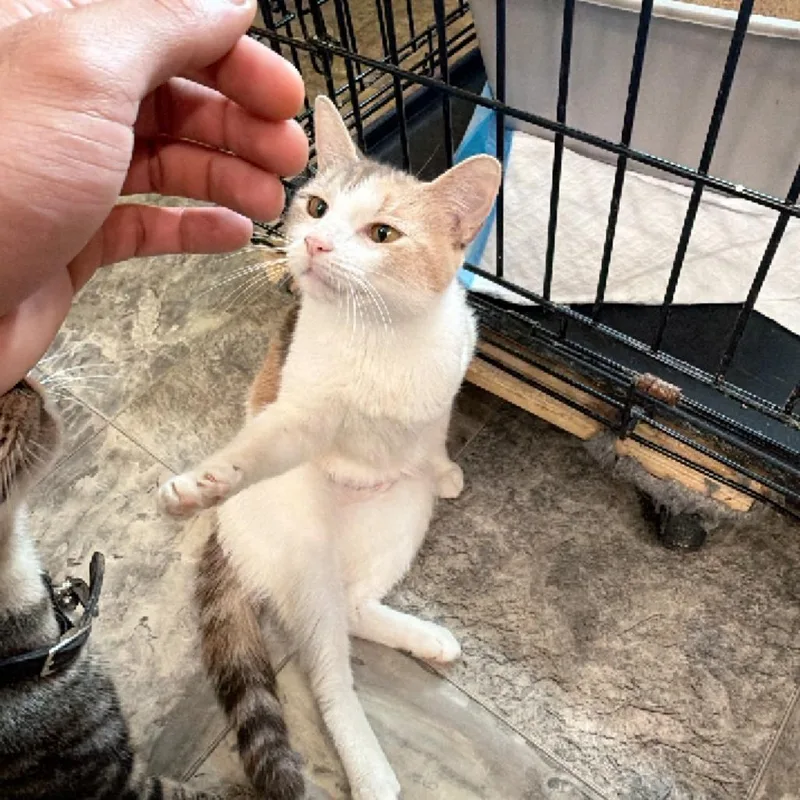 Smudge