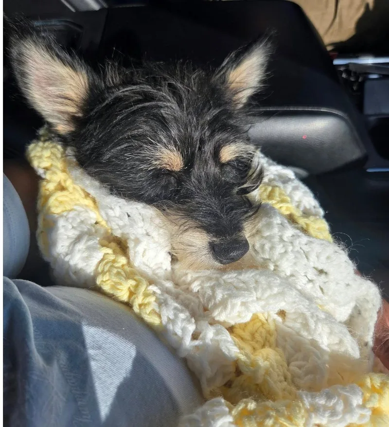 An adult small-sized male Yorkshire Terrier dog named SPONSOR ME Artie for adoption in Grafton, WI
