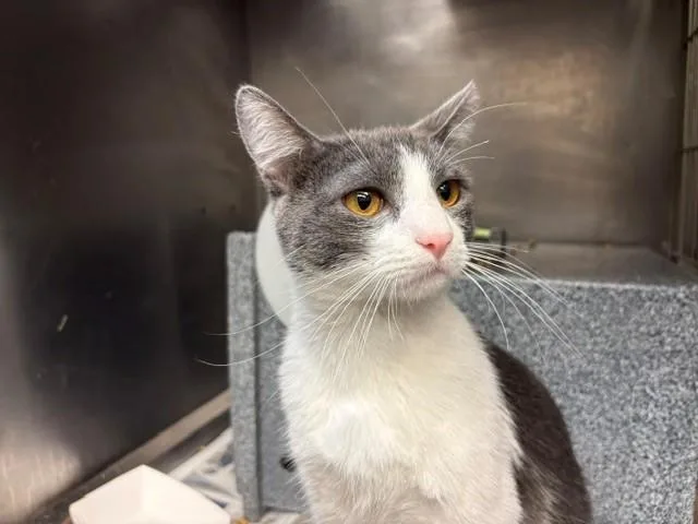 A young medium-sized male Domestic Short Hair cat named Earl Grey for adoption in Tulsa, OK