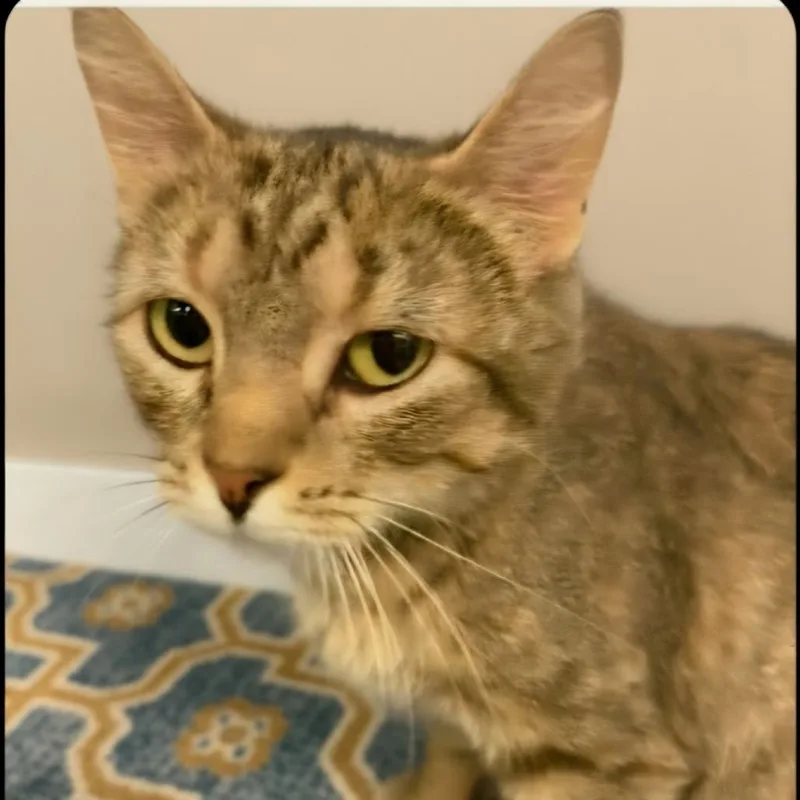 An adult medium-sized female Gray / Blue / Silver Domestic Short Hair cat named Marilyn for adoption in Warrensburg, MO