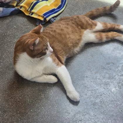 A young small-sized male Domestic Short Hair cat named Pumba for adoption in Janesville, WI