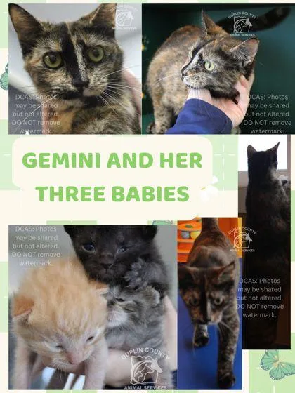 Gemini
