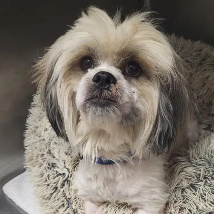 An adult small-sized male White / Cream Lhasa Apso dog named Hei Hei for adoption in Tinley Park, IL