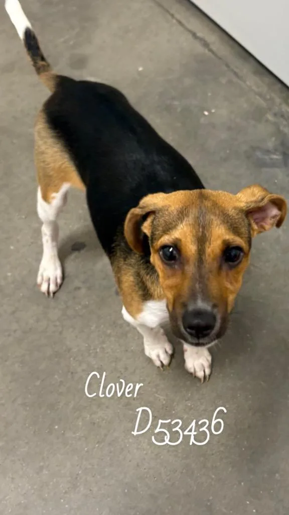 A baby small-sized male Chihuahua dog named Clover for adoption in Clarksville, TN