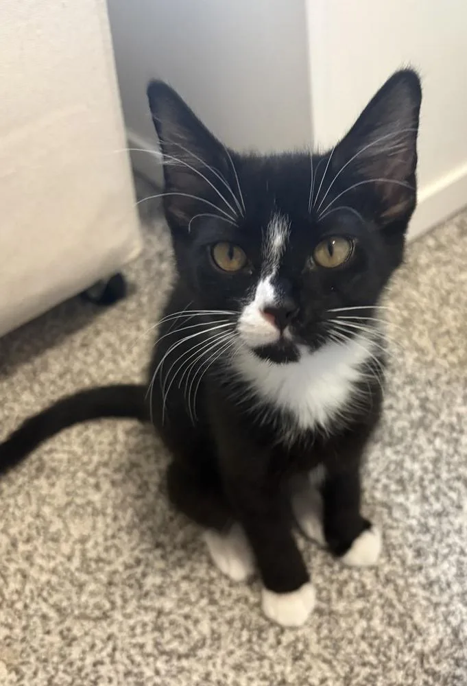 A baby small-sized female Black & White / Tuxedo Domestic Short Hair cat named Marley for adoption in Virginia Beach, VA