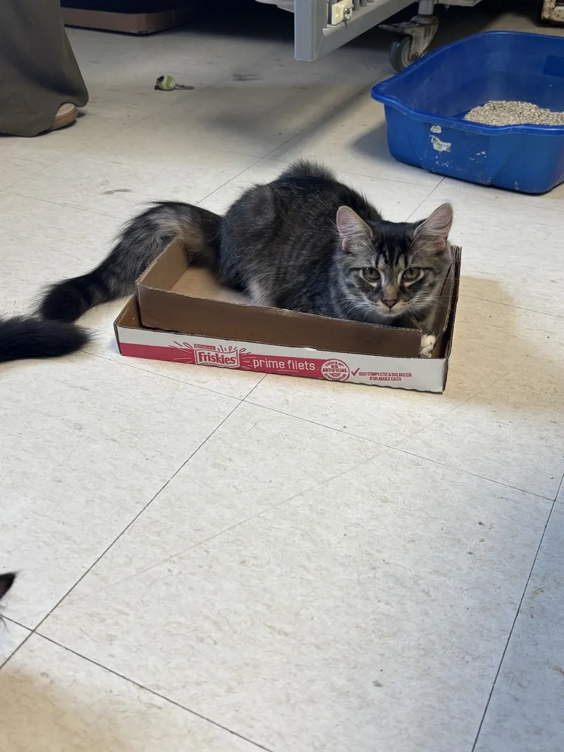 A young medium-sized male Tabby (Brown / Chocolate) Domestic Medium Hair cat named Jerry for adoption in Vernon, NJ