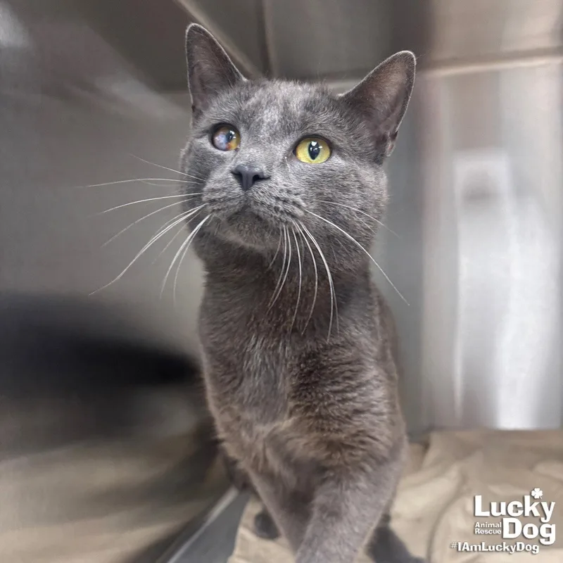 An adult medium-sized male Gray / Blue / Silver Domestic Short Hair cat named Daye for adoption in Washington, DC