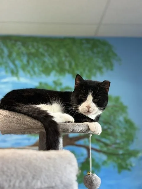 An adult medium-sized male Domestic Medium Hair cat named Panda for adoption in Towanda, PA