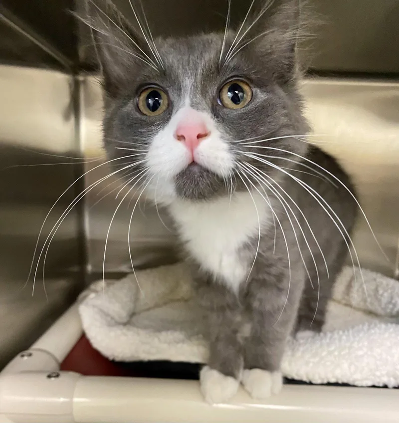 A young medium-sized male Domestic Medium Hair cat named Cassian for adoption in Fargo, ND