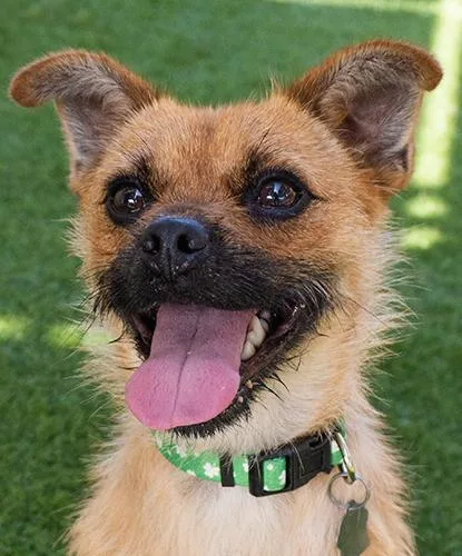 An adult small-sized male Brown / Chocolate Brussels Griffon dog named Coach Cappi for adoption in Encinitas, CA