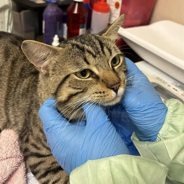 An adult large-sized male Domestic Short Hair cat named Beaufort for adoption in Tempe, AZ