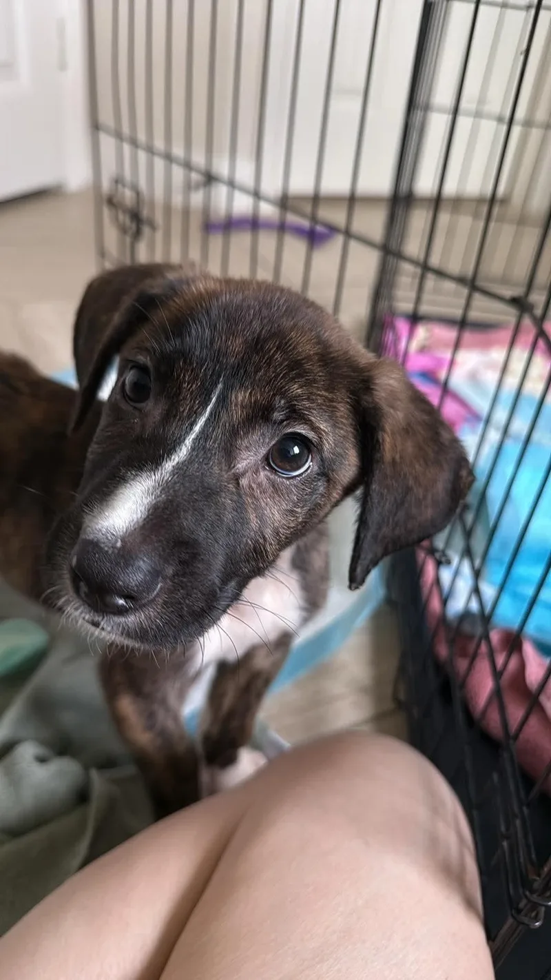 A baby medium-sized male German Shepherd Dog dog named Rocky Flower for adoption in West Warwick, RI