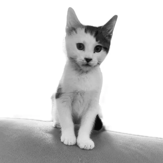 A baby small-sized male White Domestic Short Hair cat named Patches for adoption in Mocksville, NC