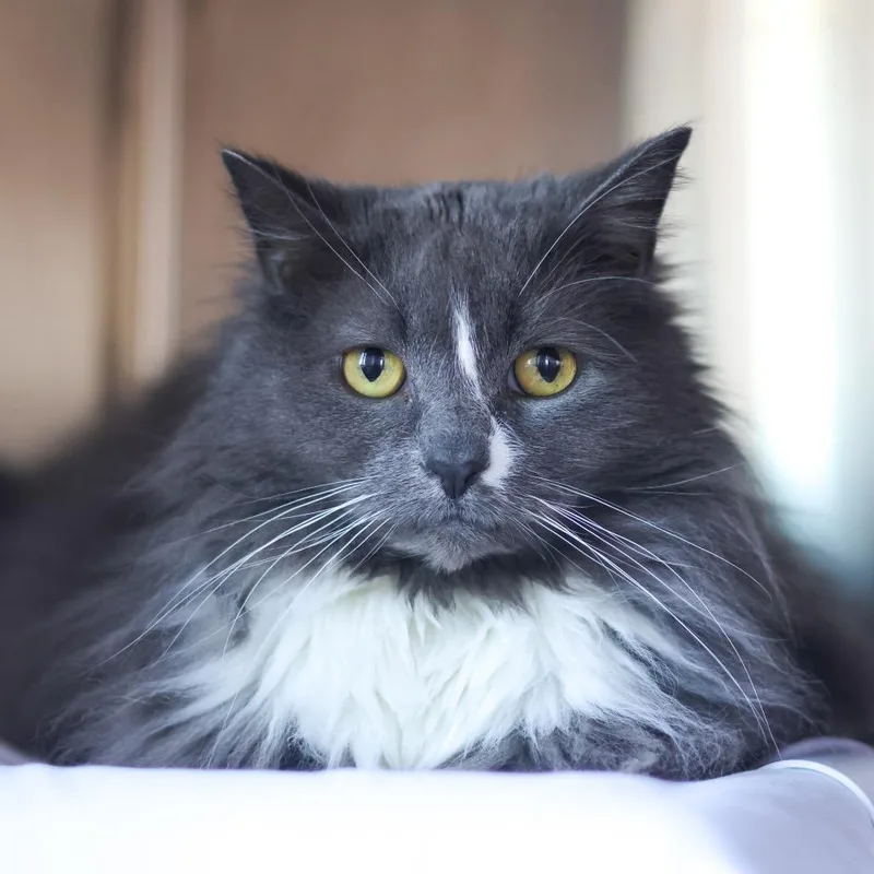 A senior large-sized female Gray / Blue / Silver Domestic Long Hair cat named Wilhamena for adoption in Newark, DE