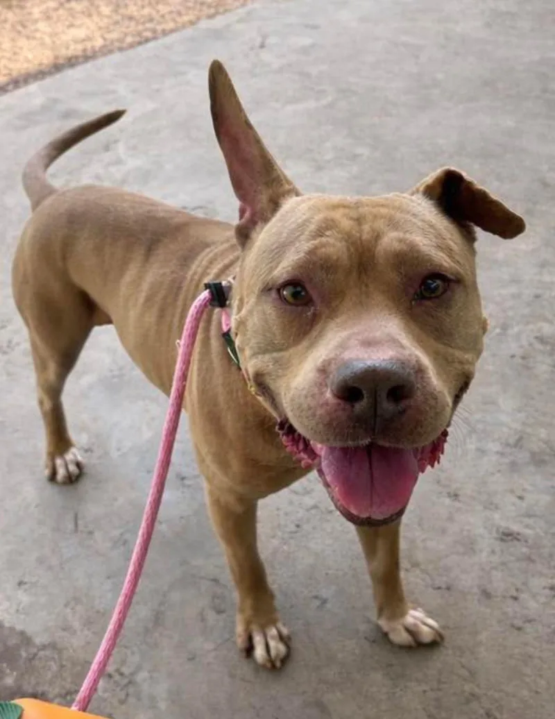 An adult large-sized male Pit Bull Terrier dog named Cuyo for adoption in Baldwin, MD