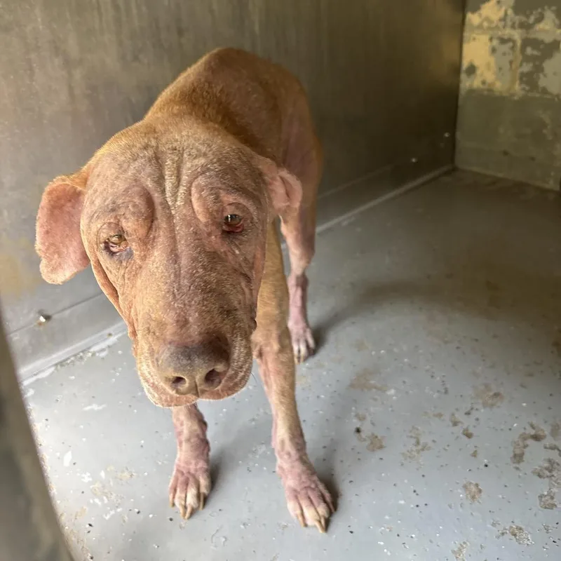An adult large-sized female Brown / Chocolate Retriever dog named Pearl for adoption in Galax, VA