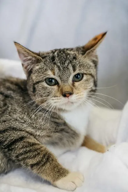 A baby small-sized female Domestic Short Hair cat named Hera for adoption in Dothan, AL