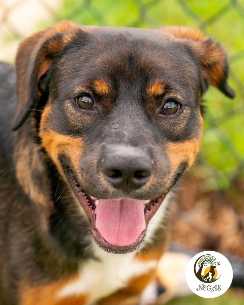 A baby medium-sized male Shepherd dog named Boomer for adoption in Lavonia, GA