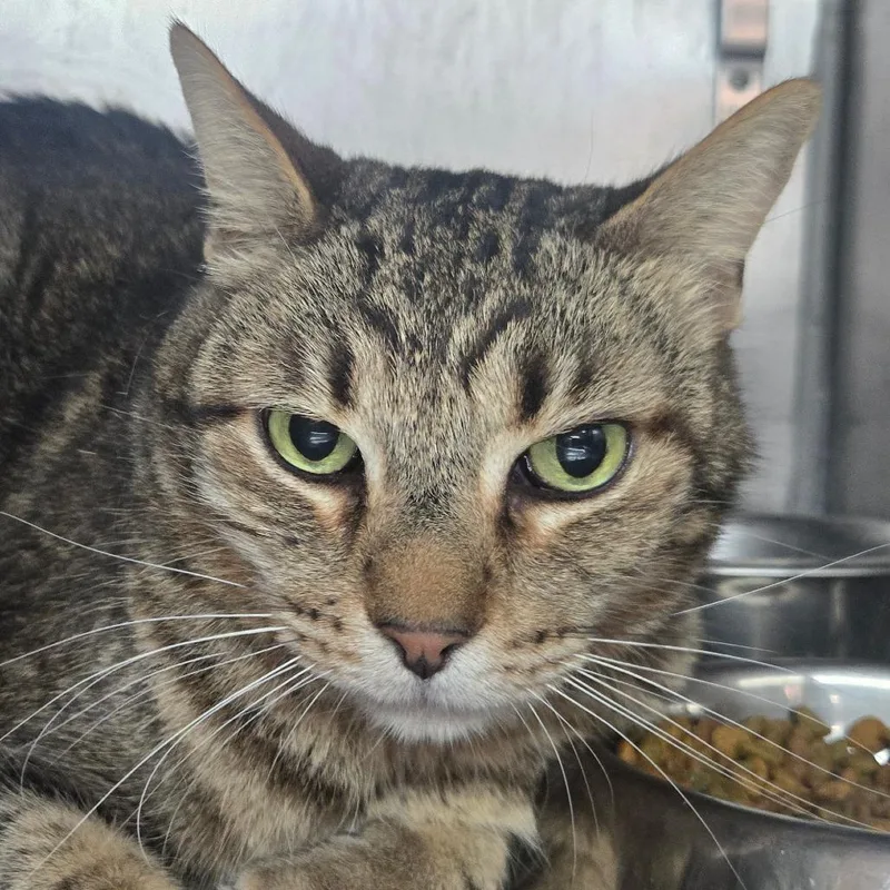 A senior large-sized male Gray / Blue / Silver American Shorthair cat named Baby Boy for adoption in San Jacinto, CA