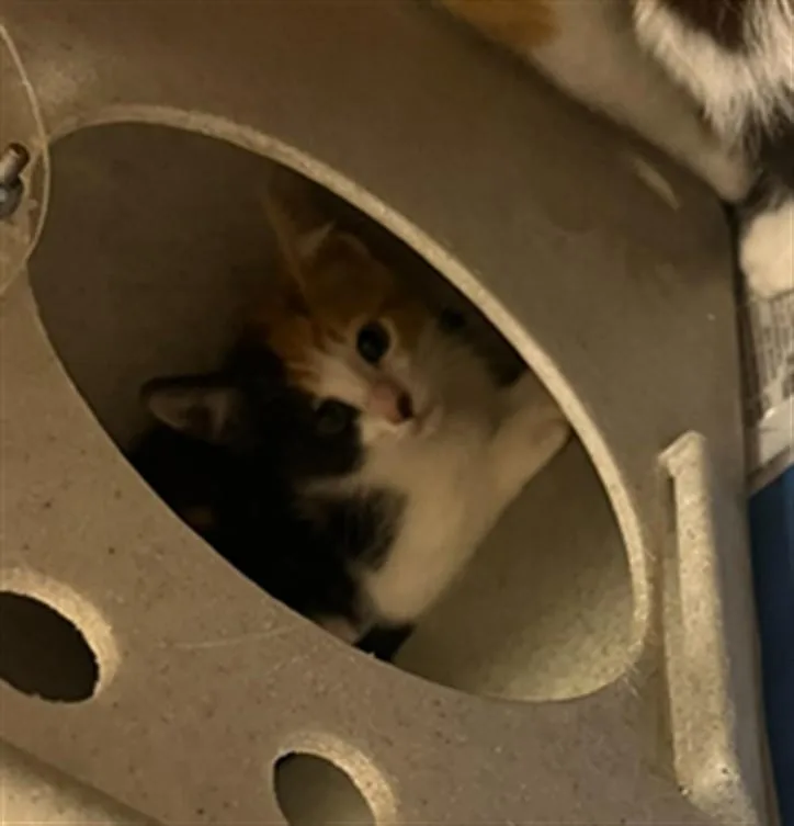 A baby small-sized female Domestic Short Hair cat named Cayenne for adoption in Texas City, TX
