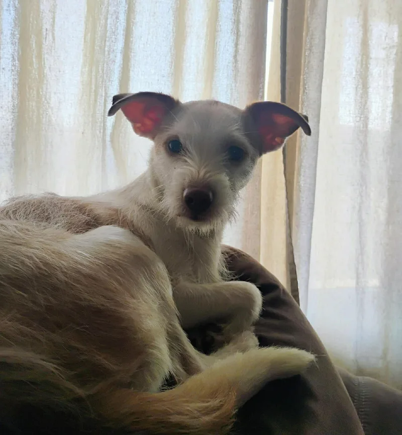 An adult small-sized female Apricot / Beige Chihuahua dog named Pumkin for adoption in Clinton, WI