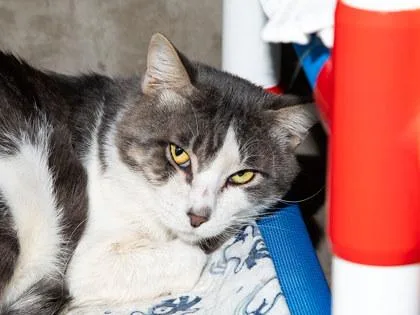 An adult small-sized male Domestic Short Hair cat named Oscar for adoption in Longmont, CO