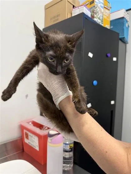 A baby medium-sized male Domestic Short Hair cat named Bouillon Cube for adoption in West Chester, PA
