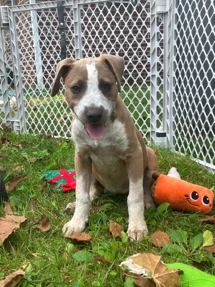 A baby large-sized female Retriever dog named Aggie for adoption in Louisa, VA