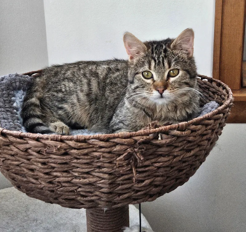 A young medium-sized male Domestic Short Hair cat named Keller for adoption in Wheaton, IL