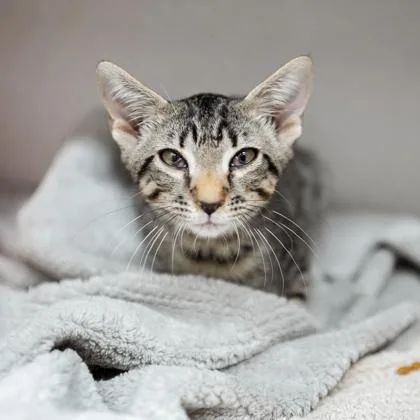 A baby small-sized male Brown / Chocolate Domestic Short Hair cat named Horton for adoption in Atlanta, GA