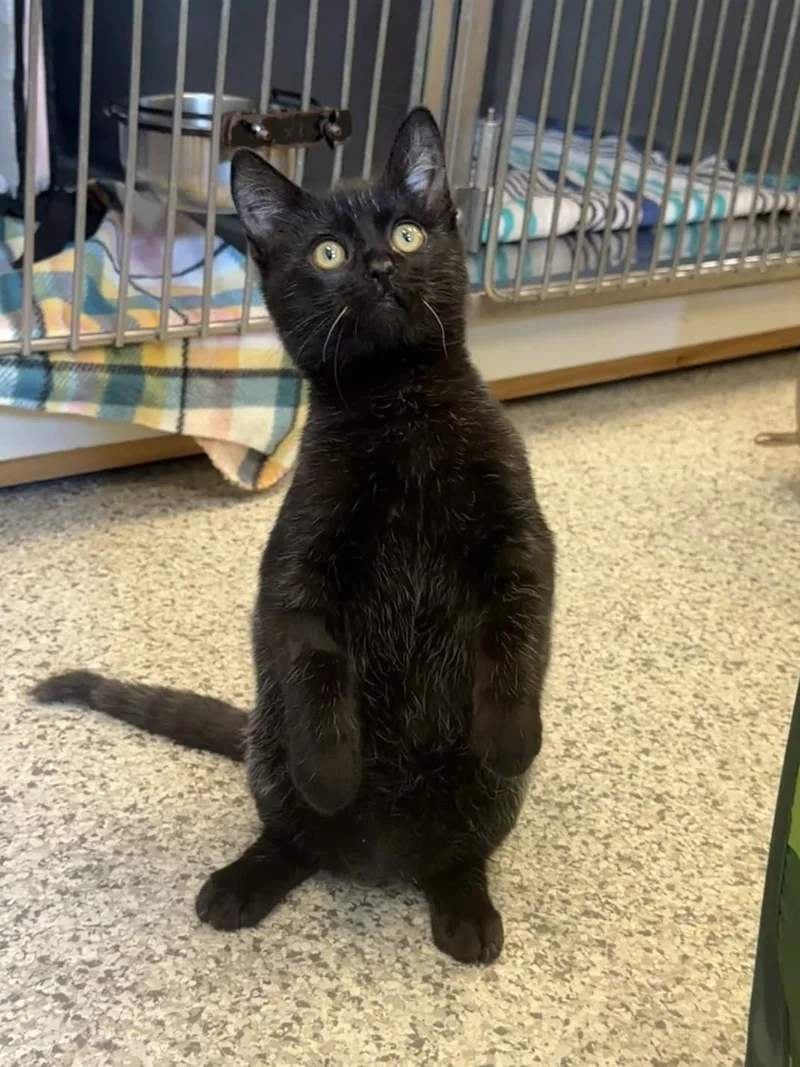 A young medium-sized male Domestic Short Hair cat named Gecko for adoption in Tallahassee, FL