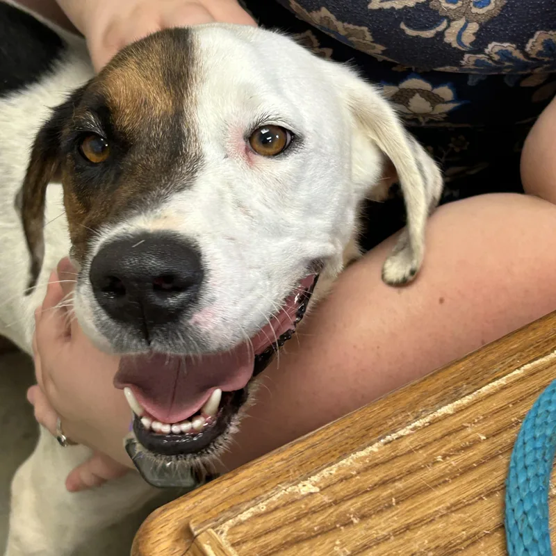 An adult medium-sized female White / Cream Hound dog named Spot for adoption in Charles City, VA