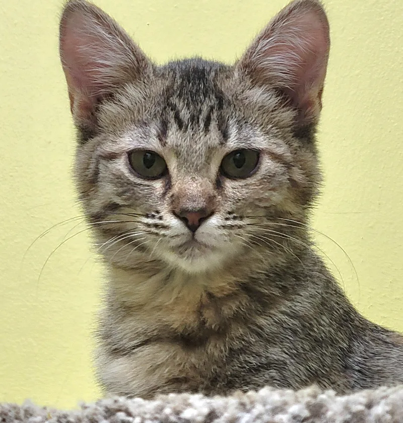A baby small-sized female Tabby cat named Penny for adoption in Memphis, TN