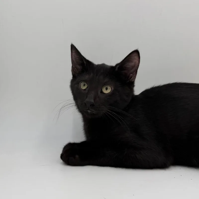 A baby small-sized male Domestic Short Hair cat named Plum Pudding for adoption in State College, PA