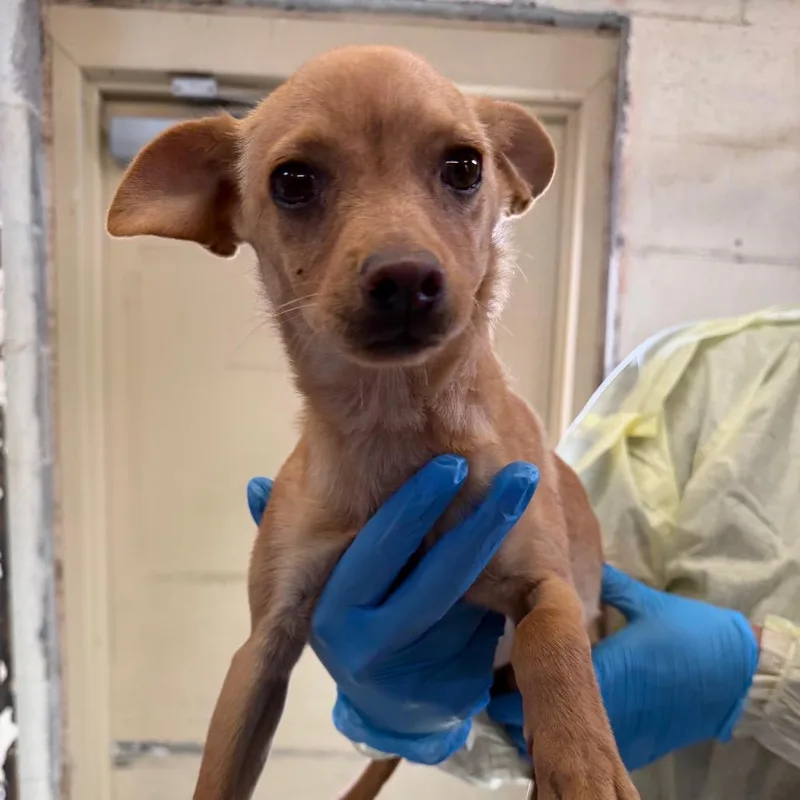 A baby small-sized male Yellow / Tan / Blond / Fawn Chihuahua dog named Fruitloop for adoption in Amarillo, TX