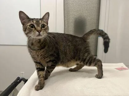 An adult large-sized male Brown / Chocolate Domestic Short Hair cat named Gemstone for adoption in Kansas City, MO