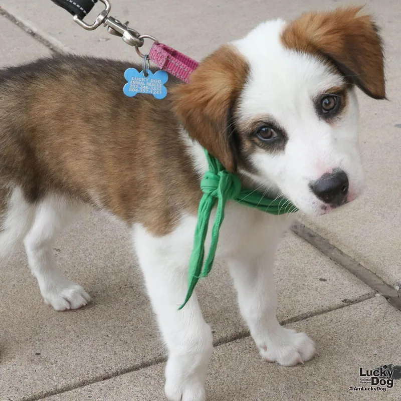 A baby large-sized male Australian Cattle Dog / Blue Heeler dog named Ares for adoption in Washington, DC