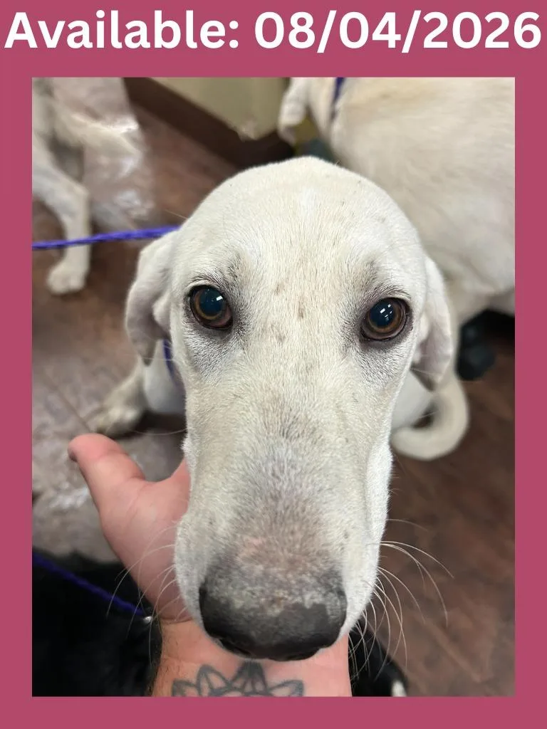 A baby large-sized female Great Pyrenees dog named Dog Kennel for adoption in Greenville, TX