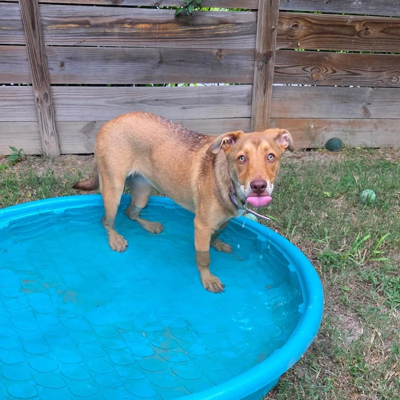 A young medium-sized female Golden Shepherd dog named Chicken Noodle for adoption in Chattanooga, TN
