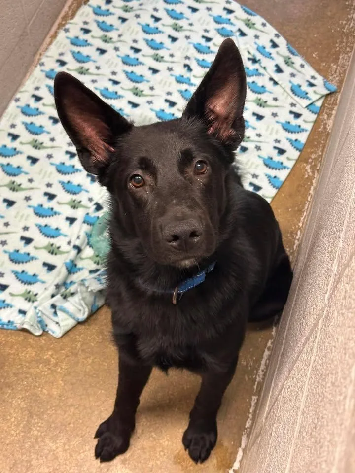 A young medium-sized male Black Shepherd dog named Vesper for adoption in Morocco, IN