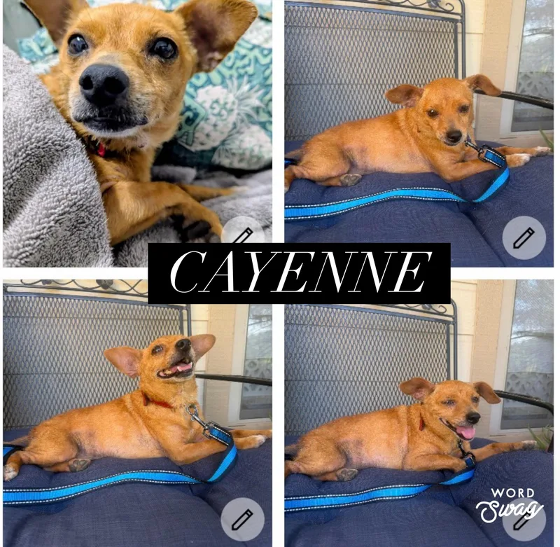 An adult small-sized female Chihuahua dog named Cayenne for adoption in canyon lake, TX