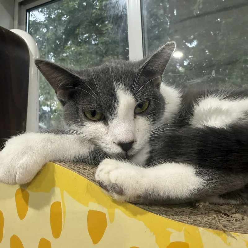 An adult medium-sized female Gray & White Domestic Short Hair cat named Gypsy for adoption in De Soto, IA