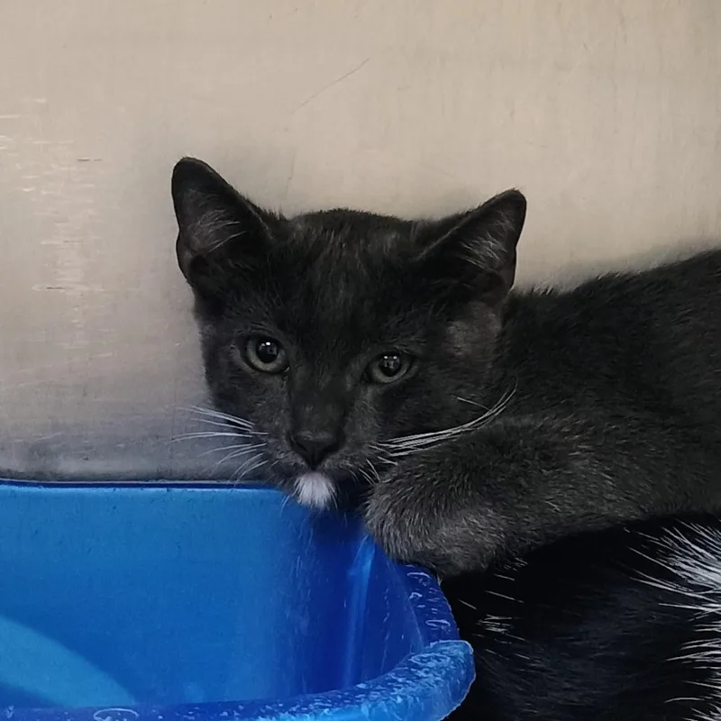 A baby small-sized male Gray / Blue / Silver Domestic Short Hair cat named Jigpaw for adoption in Palestine, TX