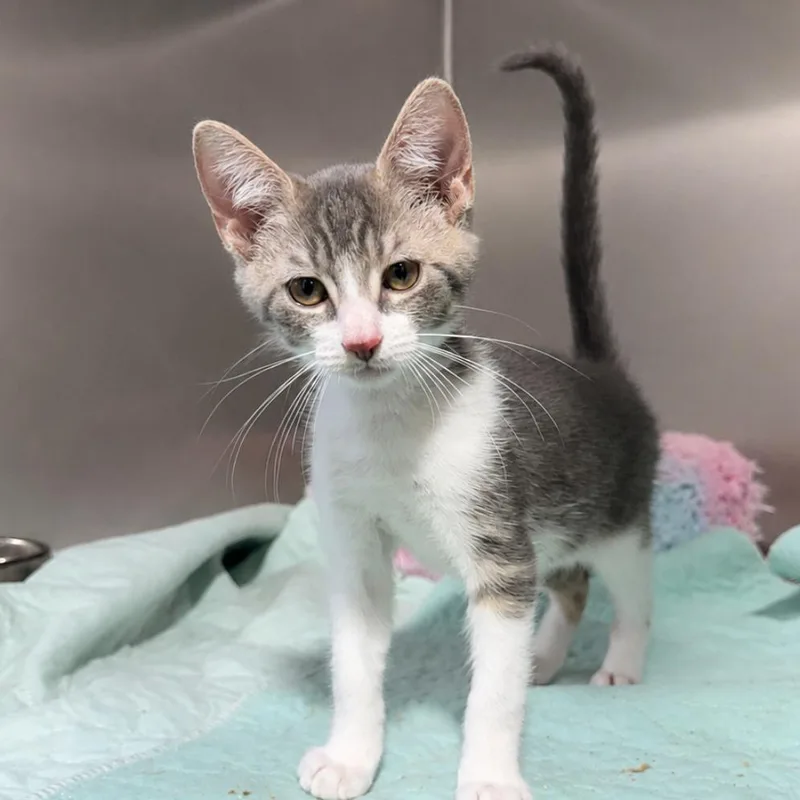 A baby small-sized male Domestic Short Hair cat named Go Fish for adoption in Wappingers Falls, NY