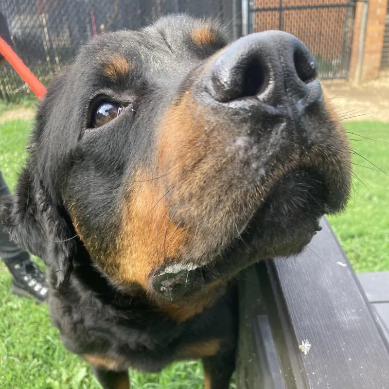 An adult medium-sized male Black Rottweiler dog named Donald Ross for adoption in Philadelphia, PA