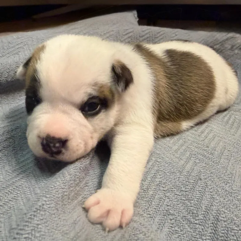 A baby medium-sized male Pit Bull Terrier dog named Carnation pup for adoption in Austin, TX