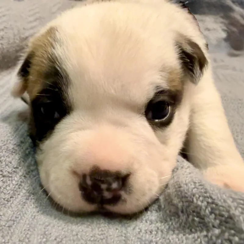 Carnation pup thumbnail 2