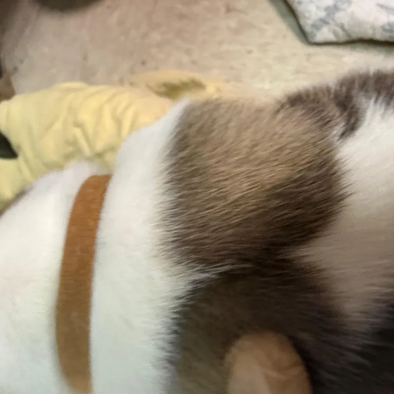 Carnation pup thumbnail 3