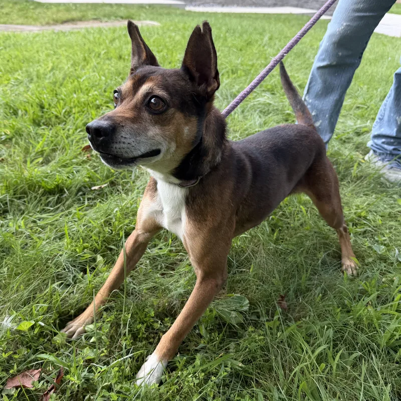 A young medium-sized male Black Feist dog named Jake for adoption in Latrobe, PA